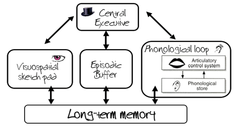 <ul><li><p>Model that relates to the formation of the short term memory, 4 parts</p></li><li><p>Central Exectutive: controls attention and coordinate subsystems; “manager”</p></li><li><p>Episodic Buffer- temporary store that holds visual, auditory info</p></li><li><p>Phonological loop: processes auditory info for (1.5-2 seconds)</p><ul><li><p>“Inner Ear”</p></li></ul></li><li><p>Visuospatial Sketchpad- processes visual information</p><ul><li><p>Inner Eye</p></li></ul></li></ul><p>Studies:</p><p>KF: case study, damage to STM</p><ul><li><p>Remembered verbal information but not visual; suggests there are separate stores for visual and verbal info</p></li></ul><p>Robbins</p><p></p>