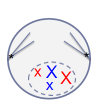 <p>An organism has a 2N = 4. Is this cell undergoing Mitosis or Meiosis? What stage is it at?</p>