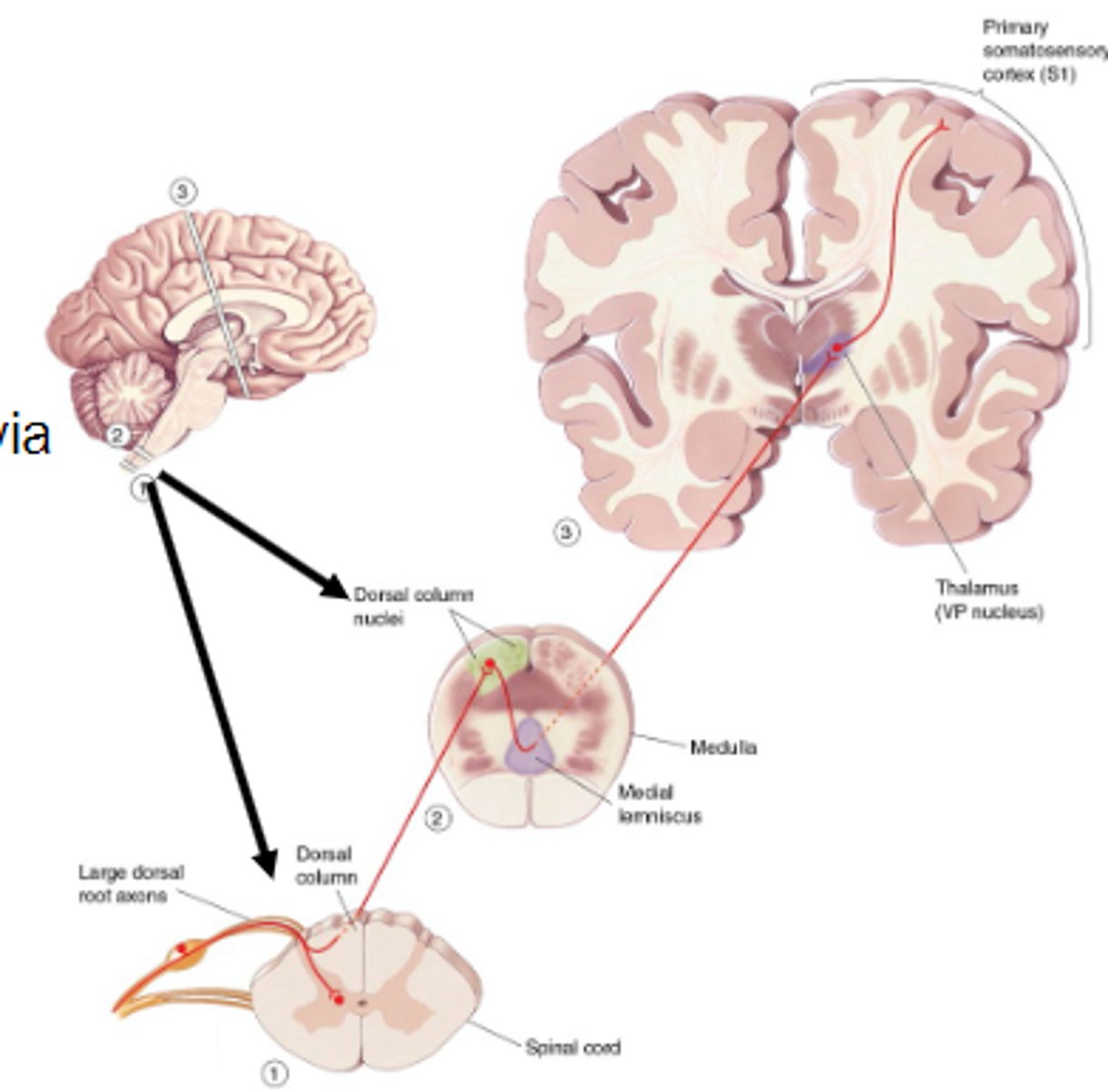 <p>Mediates signals about touch and proprioception, Alpha/beta axons enter the ipsilateral side and terminate in dorsal column nuclei.</p>