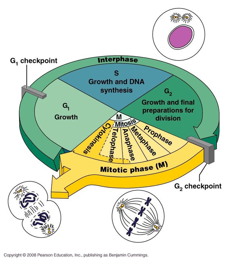 <p>There are two main stages of the cell cycle.</p><ul><li><p><strong>Interphase</strong>: Where the cell lives most of its life; where DNA replication, development, and growth occur.</p></li><li><p><strong>Mitosis</strong>: Where cell division occurs.</p></li></ul><p>Interphase has three stages, <strong>G1</strong>, <strong>S</strong>, and <strong>G2</strong>. <strong>M</strong> represents mitosis, which is followed by cytokinesis.</p><p>The timing for the cell cycle varies in each cell, and hence, it needs to be regulated.</p><p>In the cell cycle, there are three checkpoints. The first in G1 (aka. restriction point, R), the second in G2, and the third in M.</p><p>At these checkpoints, the cell cycle is halted, and cannot proceed until a specific signal is received by the cell cycle control mechanism.</p><hr><ol><li><p><strong>G1 (growth stage 1)</strong>:<br>Longest stage, where the <mark data-color="green">cell grows, performs protein synthesis and its natural functions</mark>.</p><p></p></li><li><p>Checkpoint 1: <strong>Restriction point R</strong><br>Here, the <mark data-color="green">cell checks whether the internal and external conditions are ready for division</mark>. Conditions include its size, energy levels, and if there is enough external space.<br><br>The first check point is where the cell decides if it is ready to divide. Once the cell passes the G1 phase and enters S, it becomes irreversibly committed to division.<br></p></li><li><p><strong>S (synthesis)</strong>: <br>After the first checkpoint, synthesis begins; categorised as the time when <mark data-color="green">DNA replication occurs.</mark><br></p></li><li><p><strong>G2 (growth stage 2)</strong>:<br>Shortest stage, where the cell finalises its growth and <mark data-color="green">development</mark>, and <mark data-color="green">prepares the organelles</mark> before dividing.<br></p></li><li><p><strong>Checkpoint 2</strong>:<br>The cell checks to<mark data-color="green"> ensure that DNA replication occurred correctly</mark>. If faults are identified, the cell stops the cycle to repair the DNA if necessary. Subsequently, the cell proceeds into mitosis.<br></p></li><li><p><strong>Mitosis</strong>. <br></p></li><li><p>Checkpoint 3: <strong>M checkpoint</strong> (at metaphase)<br>Cell <mark data-color="green">checks if chromosomes aligned correctly</mark>.</p></li></ol><p>In the cell cycle, there is also a <strong>G0</strong> phase. When a cell exits the cell cycle and stops dividing, it enters this phase. Cells in <strong>G0</strong> are still metabolically active, however, are not actively preparing to divide. Cells in <strong>G0</strong> may remain there temporarily or indefinitely, depending on signals from their environment or internal cues. </p><p>When a cell differentiates, it undergoes cellular changes to become a specialised cell. <mark data-color="green">Cells often enter the G0 phase as they differentiate, as they no longer divide, and can focus on their specialised functions</mark>. </p><p><em>(G0 may also be referred to as the ‘resting phase,’ since the cell has exited the cell cycle and can ‘rest’ while it carries out its specialised functions</em>).</p><p></p><hr><p><em>So what happens if the cell does not fulfil the conditions for the checkpoint?</em><br><em>As previously mentioned in Checkpoint 2, the cell will try to repair itself, to restore the conditions and prerequisites required to move onto the next stage. However, in the case the cell cannot do so, the cell self-destructs in a process of apoptosis</em>.</p>