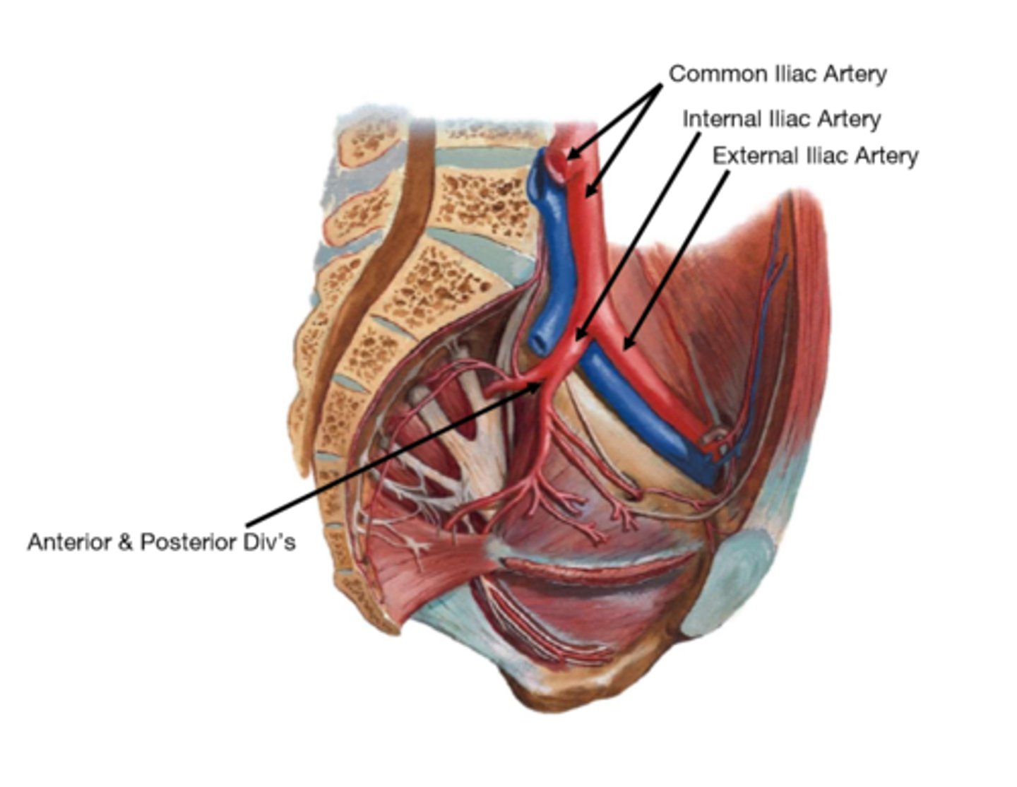 <p>The posterior division of the internal iliac artery supplies the posterior abdominal wall and gluteal region, while the anterior division supplies the bladder, reproductive organs, and pelvic floor.</p>