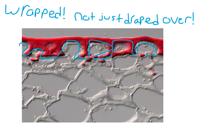 <ul><li><p>cells of the aerial parts of the plant are coated with waterproof cuticle</p></li><li><p>consists of wax and cutin exuded over surface in either smooth sheets, or rods and filaments extending upwards</p></li><li><p>minimizes water loss!</p></li></ul><p></p>