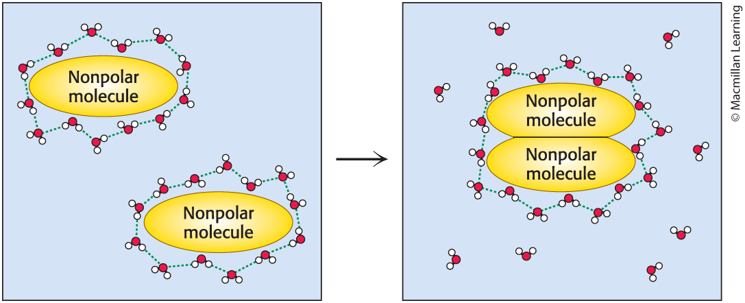 <ul><li><p><span>Nonpolar molecules in water can be driven together by the ____</span></p><p class="s49"><span>–powered by the increase in entropy of water</span></p><p class="s49"><span>–associated interactions are called hydrophobic interactions</span></p></li></ul><p></p>