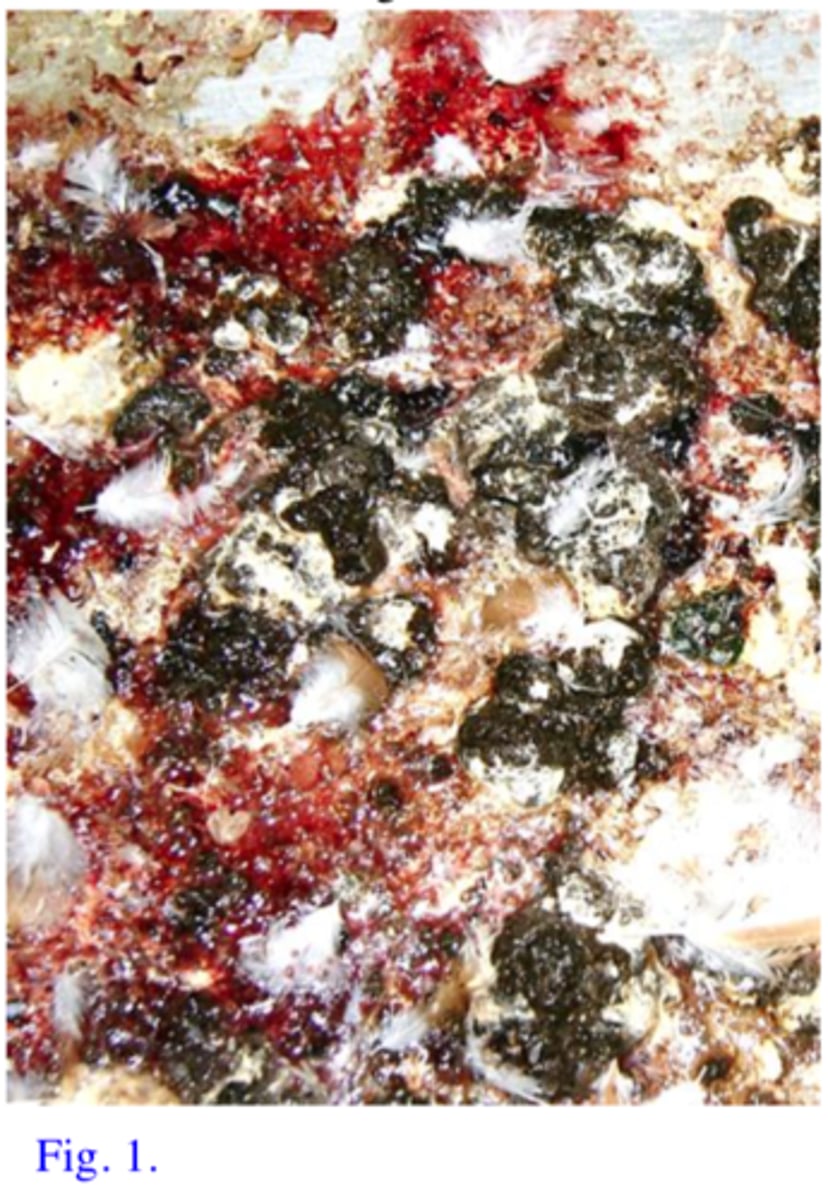 <p>Station 1:</p><p>The owner of a poultry farm is telling you that most of his 4-5 week chickens that are reared on the floor show anorexia, have wings dropped and feathers ruffled and eyes closed. Most of the sick chickens present hemorrhagic diarrohea (Fig. 1) and die in large numbers. The histological section (H&amp;E staining) on the microscope 1 is from the caeca of a chook that died with hemorrhagic diarrhoea.</p><p>Q1: Name the parasite responsible for the death of the chickens</p>