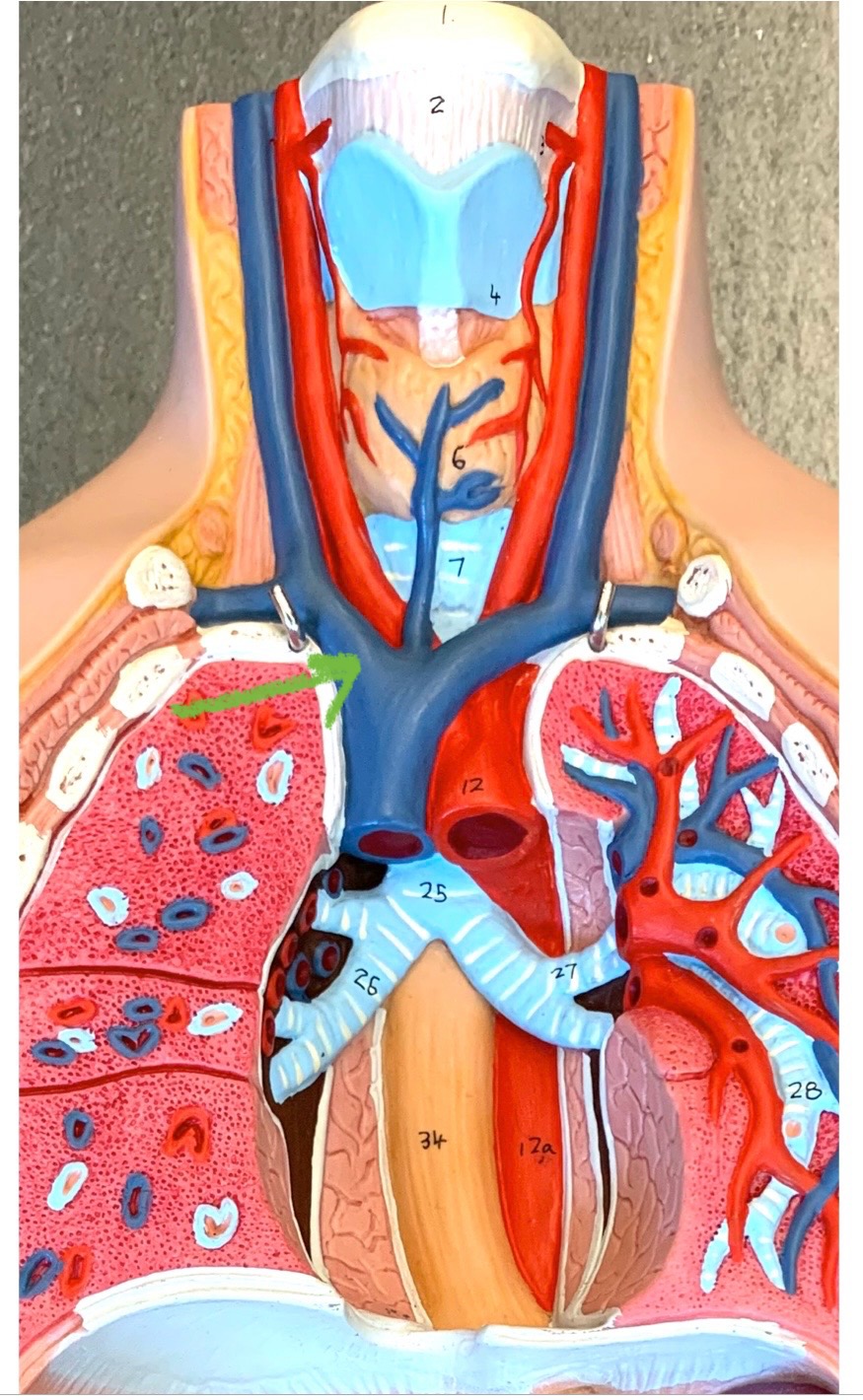 knowt flashcard image