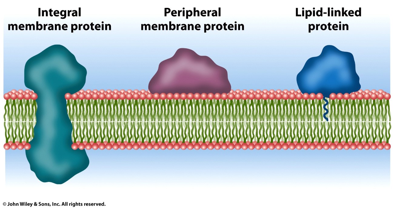 <p>1) integral membrane proteins (the residues imbedded in the membrane are nonpolar and hydrophobic)</p><p>2) Peripheral membrane proteins</p><p>3) Lipid linked proteins </p>