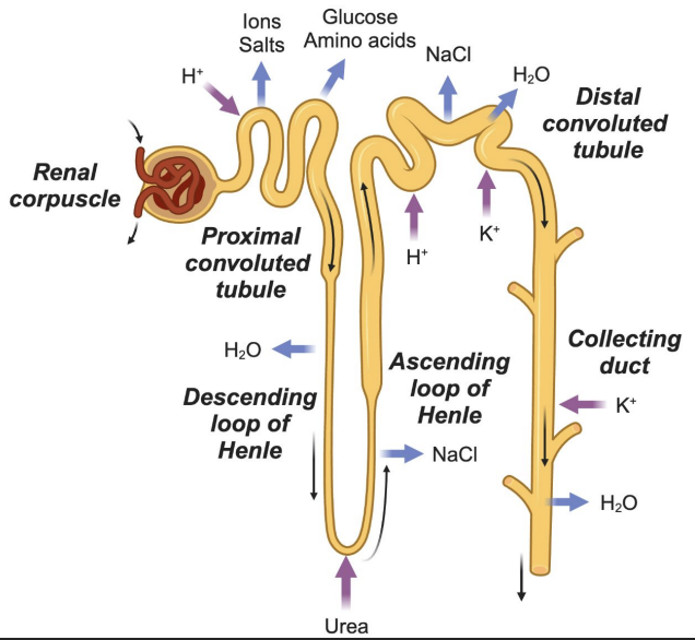 <ul><li><p><span style="font-family: &quot;Times New Roman&quot;, serif;">Major site of reabsorption</span></p><ul><li><p><span style="font-family: &quot;Times New Roman&quot;, serif;">Reabsorbs: Na⁺, Cl⁻, glucose, amino acids (100%)</span></p></li><li><p><span style="font-family: &quot;Times New Roman&quot;, serif;">Secretes: H⁺</span></p></li></ul></li></ul><p></p>