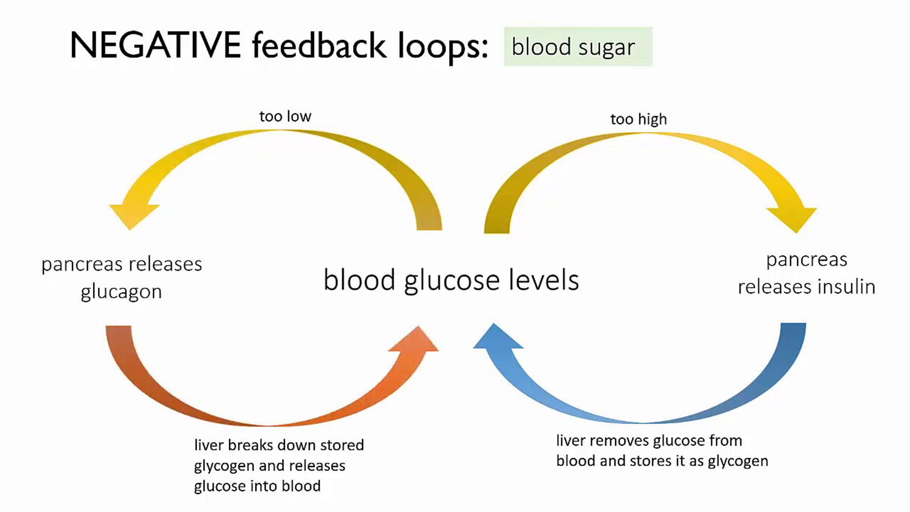Negative feedback loops: Blood Sugar
