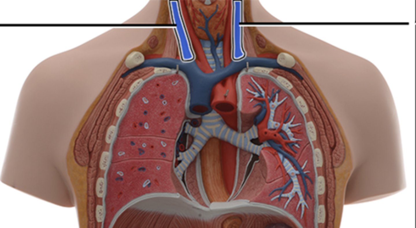 <p>drains blood from the skull, brain, superficial face and most of the neck</p>