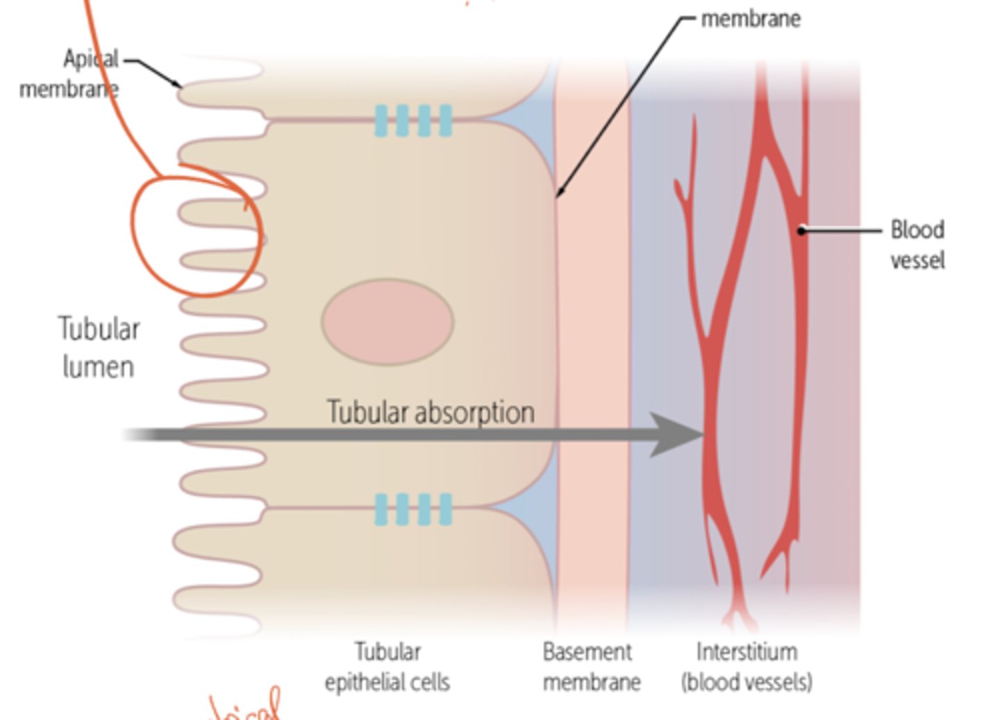 <p>Provide barrier from different environments.</p><p>- They are characterized by apico-basal polarity, intercellular junctions (adhesive and barrier), and morphology.</p><p>- They feature robust, cell-cell adhesion.</p><p>- They are described as polarized, having structurally and functionally different plasma membrane domains (apical, and basolateral)</p>