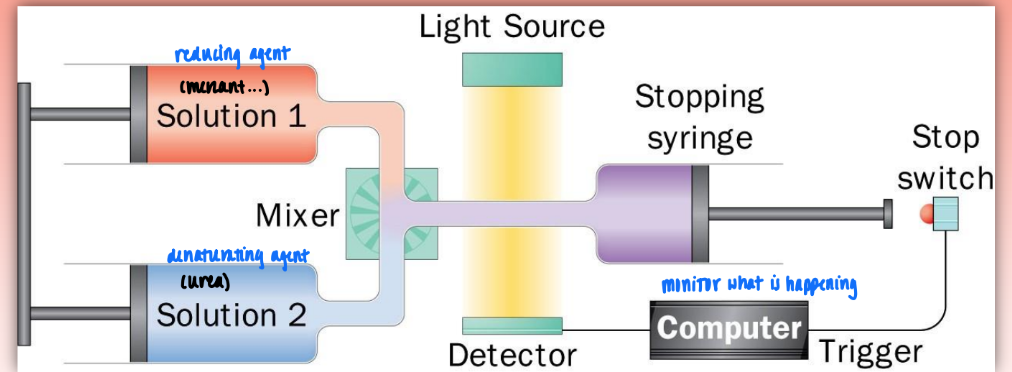 <ul><li><p>very fast way to mix two solutions (very low dead time)</p><ul><li><p>ex. reducing &amp; dentauring agent</p></li></ul></li><li><p>then observe prot folding in detector</p><ul><li><p>denat/renat or earlu stages of prot folding</p></li></ul></li><li><p>vary dead times to observe dif stages of prot folding</p></li><li><p>detection/analysis via:</p><ul><li><p>UV absob (look at aromatic aa = primary struc)</p></li><li><p>CD spectrum (measure secondary struc) = <strong>better method</strong></p></li></ul></li></ul><p></p>