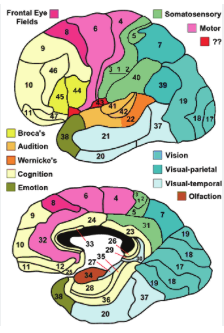 <p>BA 40, 39 SMG, ANG</p><p>BA 1,2,3 somatosensory </p>