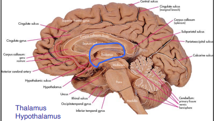 <p>Substructures of the Forebrain</p>