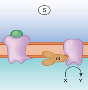 **Signaling Mechanisms:**

* A transmembrane receptor protein that stimulates a **GTP-binding signal transducer protein**