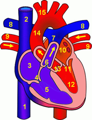 <p>Name each part of the heart</p>