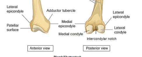 <p>a projection above a condyle</p>