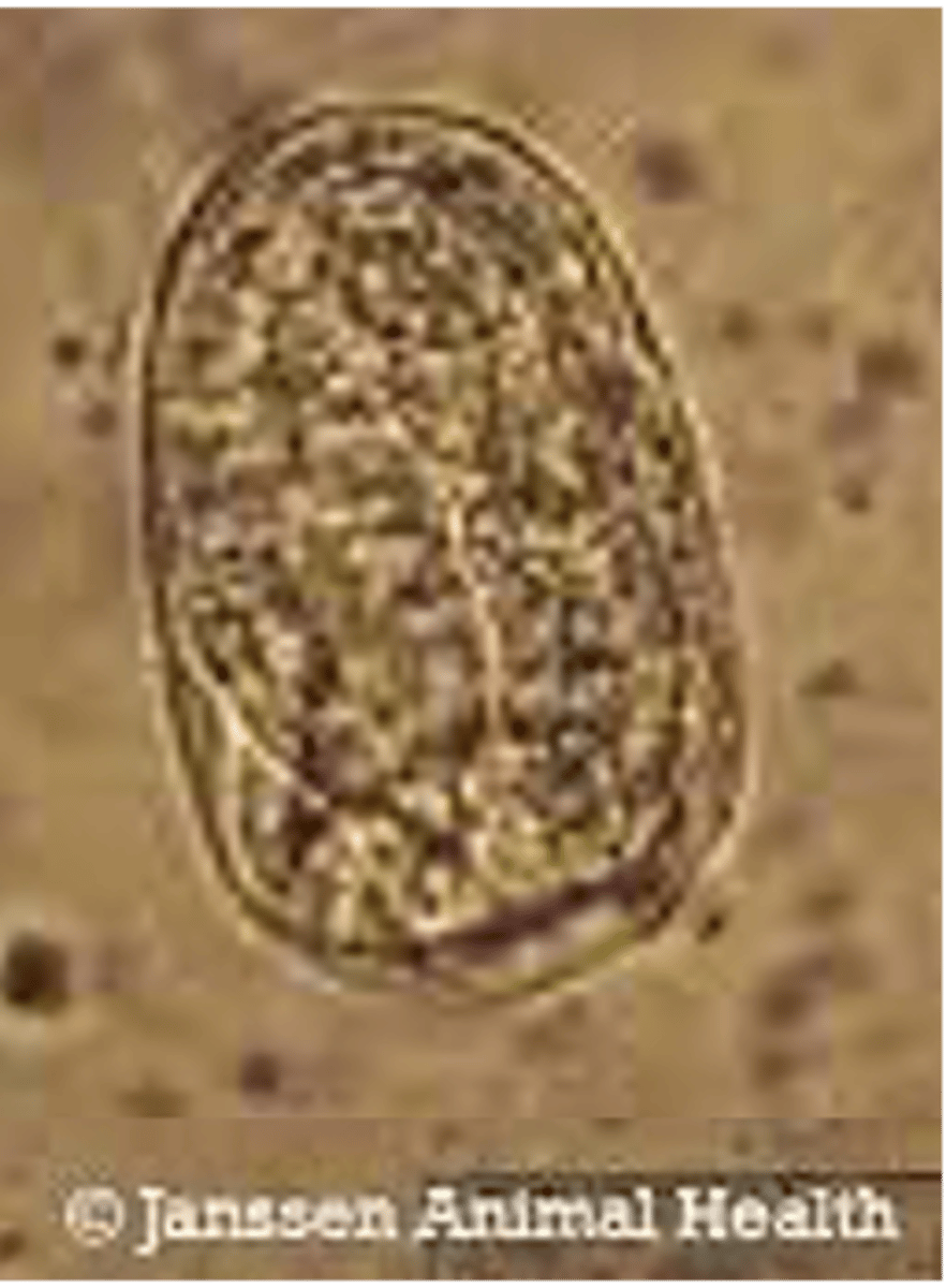 <p>Found in the environment with piglets showing diarrhoea and weight loss. What parasite species does this egg belong to?</p>