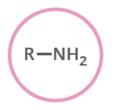 <ul><li><p>Nitrogen based </p></li><li><p>Naming -amine</p></li></ul><p></p>