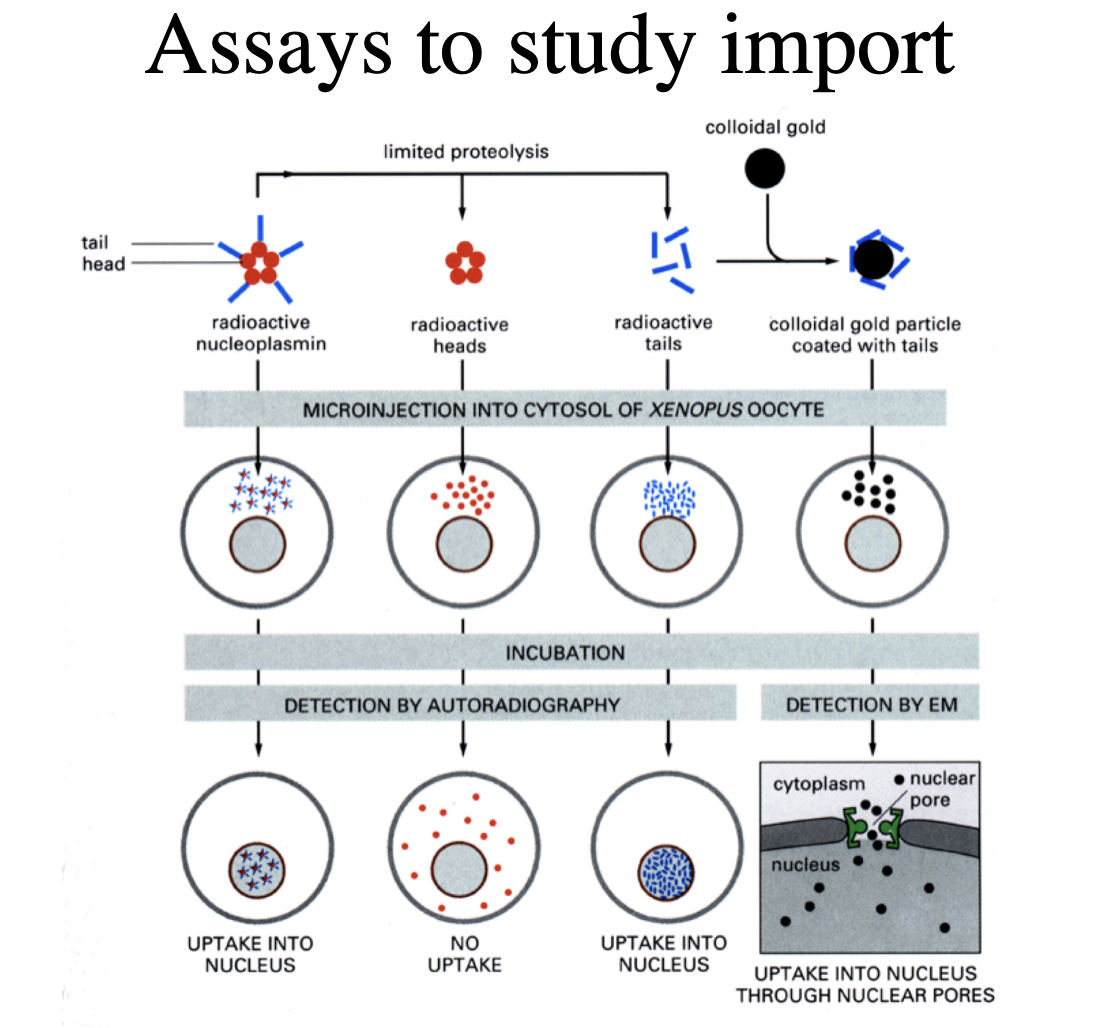 <p>Using frog oocytes</p><ol><li><p>pentamer protein from a frog with radioactive nucleoplasmin microinjected→ allowe in</p></li><li><p>Need to check what is actually causing the importation→ take off the radioactive tails→ no uptake</p></li><li><p>Just microinject the tails→ UPTAKE</p></li></ol><p>but is this actually through the pores??</p><ol start="4"><li><p>Add tails to colloidal gold particle→ (attached to something that isn’t a protein</p><ul><li><p>RESULT: there is uptake into nucleus through nuclear pores</p></li></ul></li></ol><p></p>