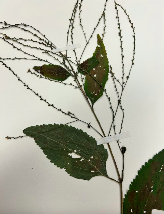 <p>Verbenaceae</p><p><em>Verbena</em></p>