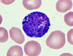 <p>Name the cell</p>