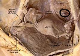 <p>Produces hormones such as estrogen </p><p>LEFT of the UTERUS</p>