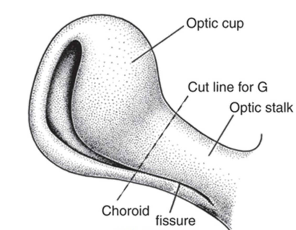 <p>A longitudinal groove on the ventral optic cup and stalk, allowing vasculature to access the eye.</p>