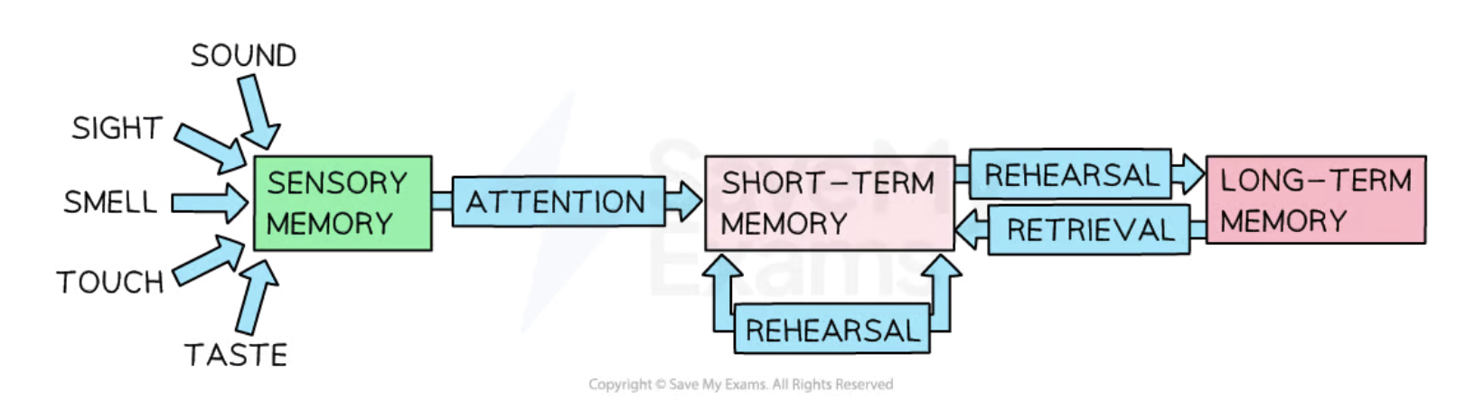 <ul><li><p>senses —> sensory register —> STM <—> LTM</p></li><li><p>each component stores,encodes and processes information in a different way but they operate simultaneously + interact</p></li></ul><p></p>