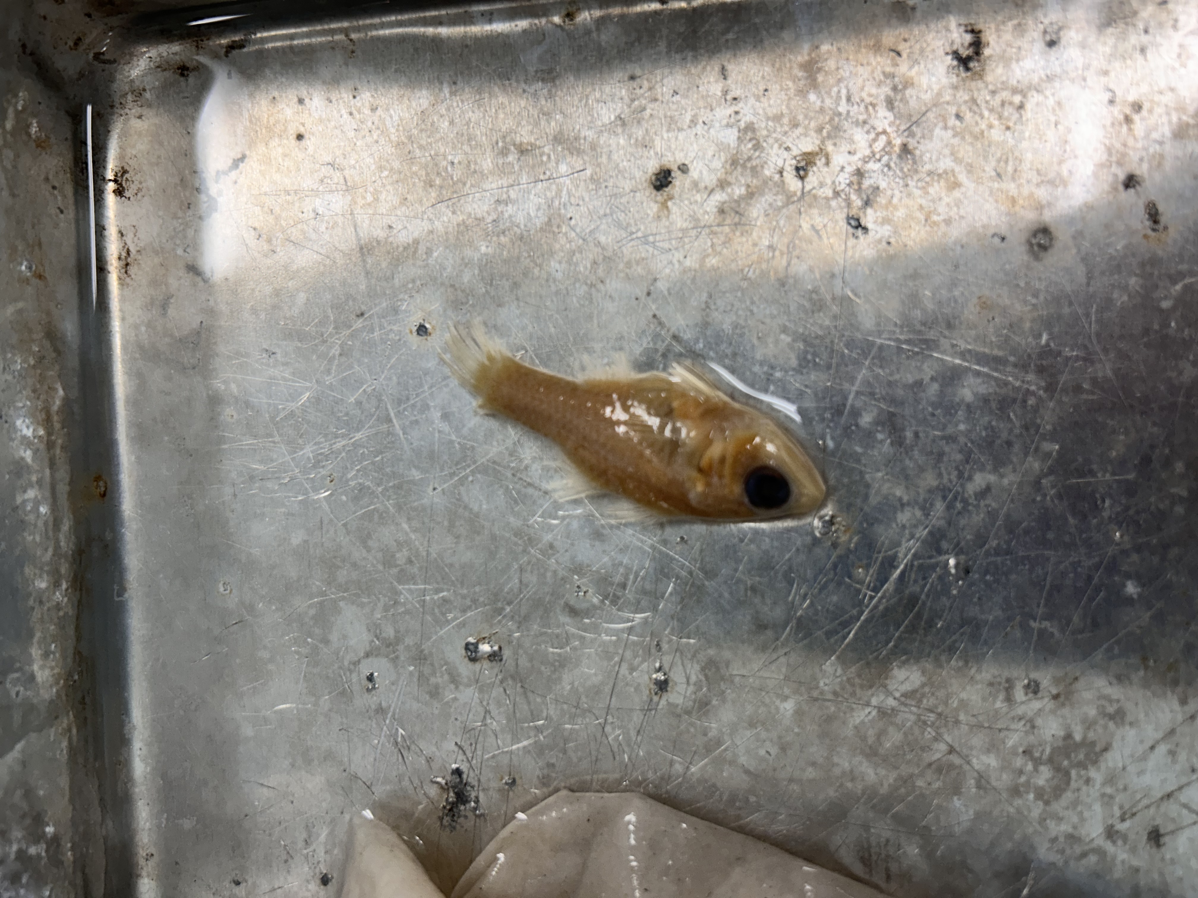 <p>twospot cardinalfish</p>