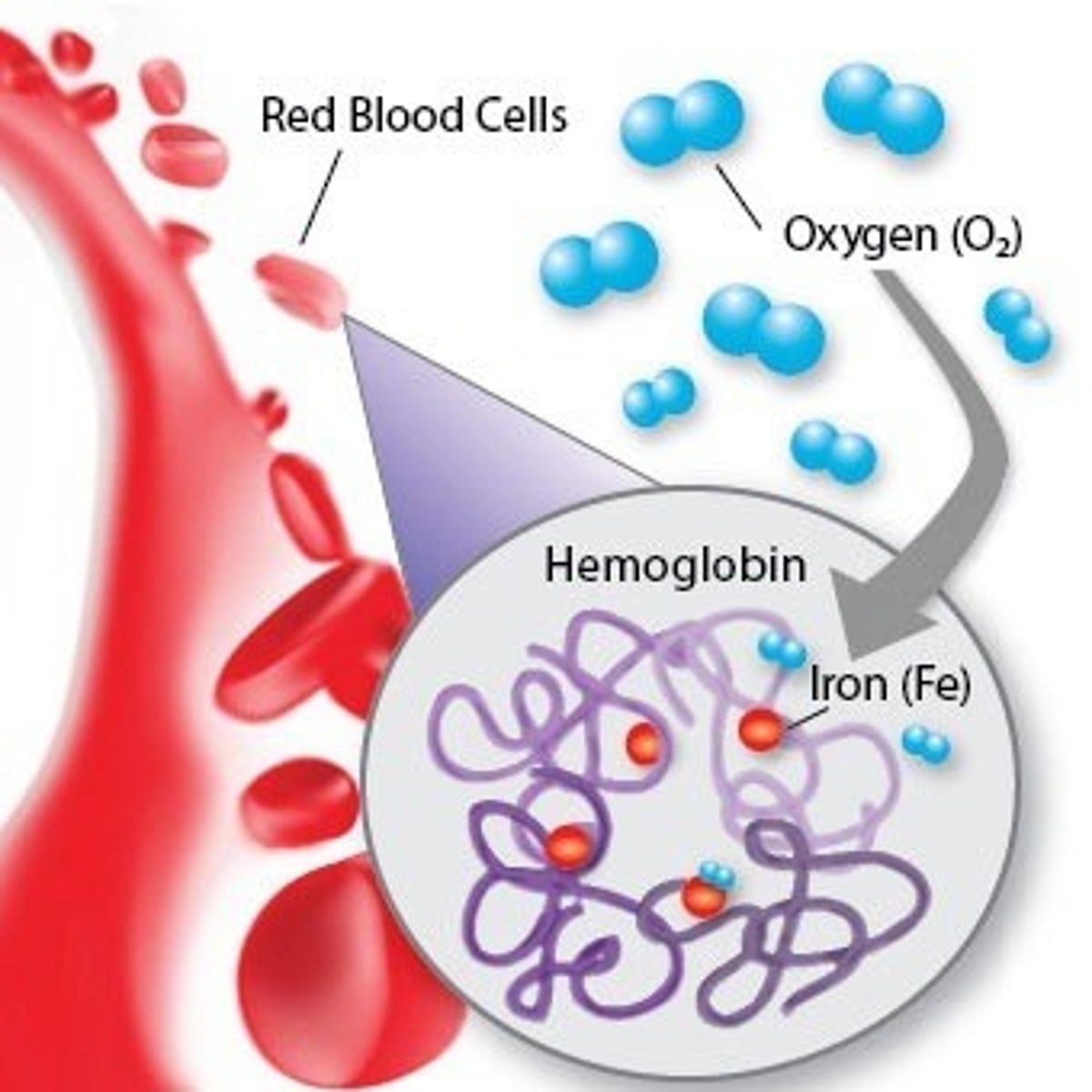 <p>Iron-rich protein found in RBCs that carries oxygen</p>