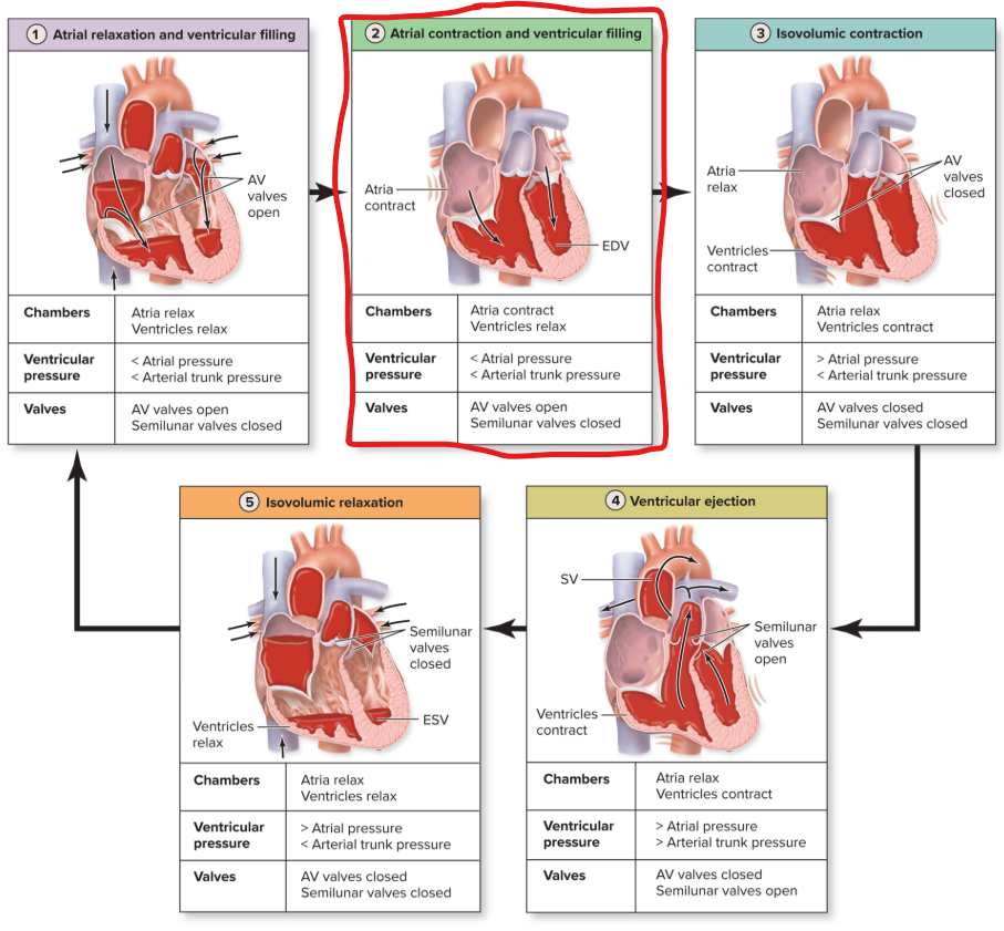<ul><li><p><strong>SA node</strong> starts <strong>atrial excitation</strong></p></li><li><p><strong>Atria contract</strong> pushing <strong>remaining blood into ventricles</strong></p></li><li><p><strong>Ventricles filled </strong>to end-diastolic volume (EDV)</p></li><li><p><strong>Atria relax</strong> for remainder of cardiac cycle</p></li></ul><p></p>