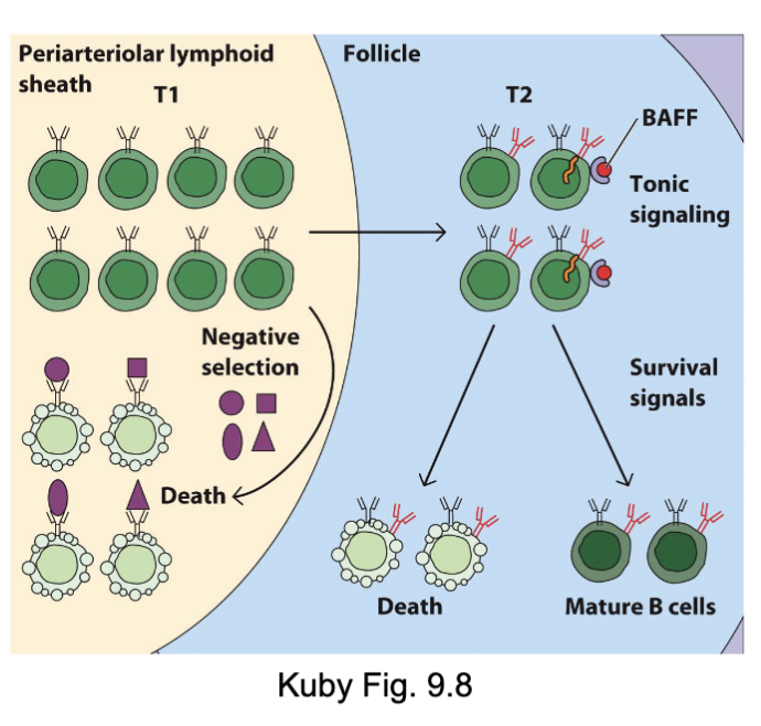 <p>in the periphery (peripheral lymphoid organs- spleen, lymph nodes)</p><p>-enter T cell zones of lymphoid tissue and become transitional B cells</p>