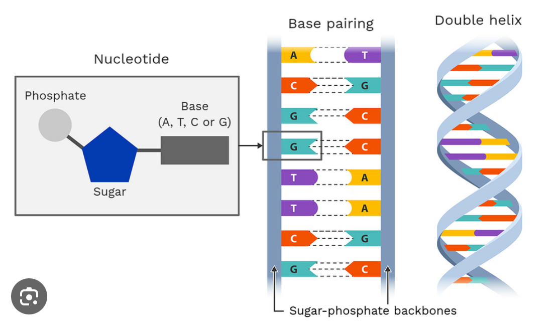<p>Structure of DNA</p>