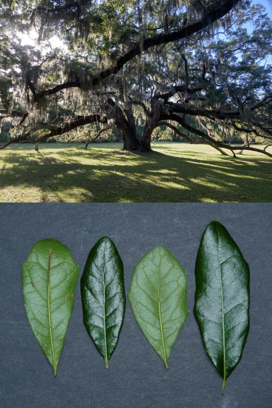 <p>live oak </p>