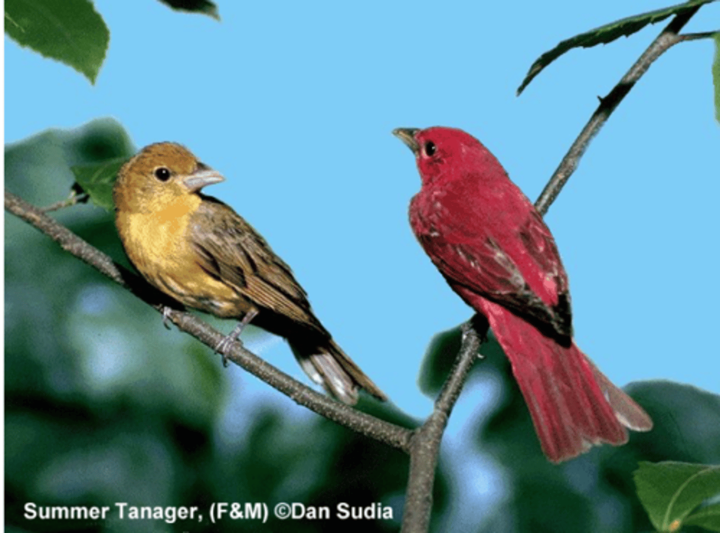 <p>Cardinalidae</p>