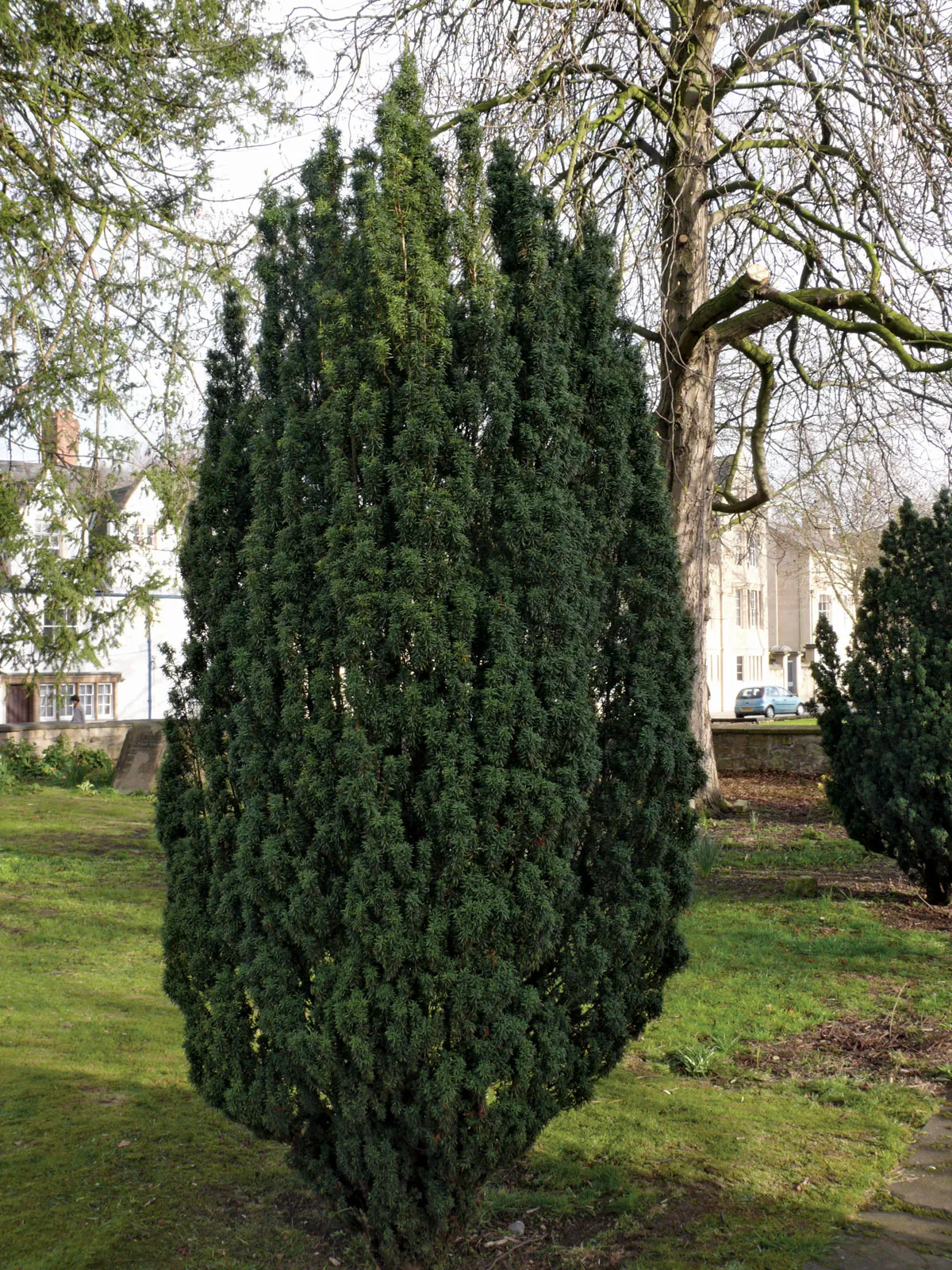 term image