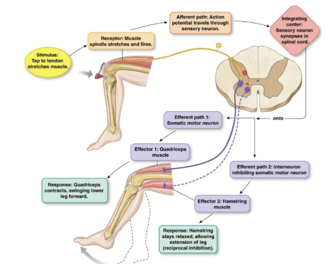 <p>What type of reflexes are always polysynaptic, with at least one synapse in the CNS and another in the autonomic ganglion?</p>