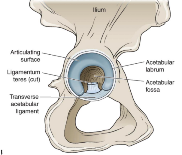 <p>located anterior-inferiorly</p><p>ligamentum teres origin </p><p>bridged by transverse acetabular ligament </p>