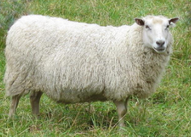 <p>What breed is this?</p>