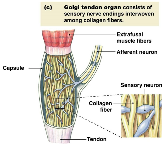 <p>monitor muscle tension</p><ul><li><p>neurons interweave collagen fibers</p></li><li><p>tension pulls on the collagen fibers and pinches neurons</p></li><li><p>sends inhibitory input to prevent excessive contraction</p></li></ul>