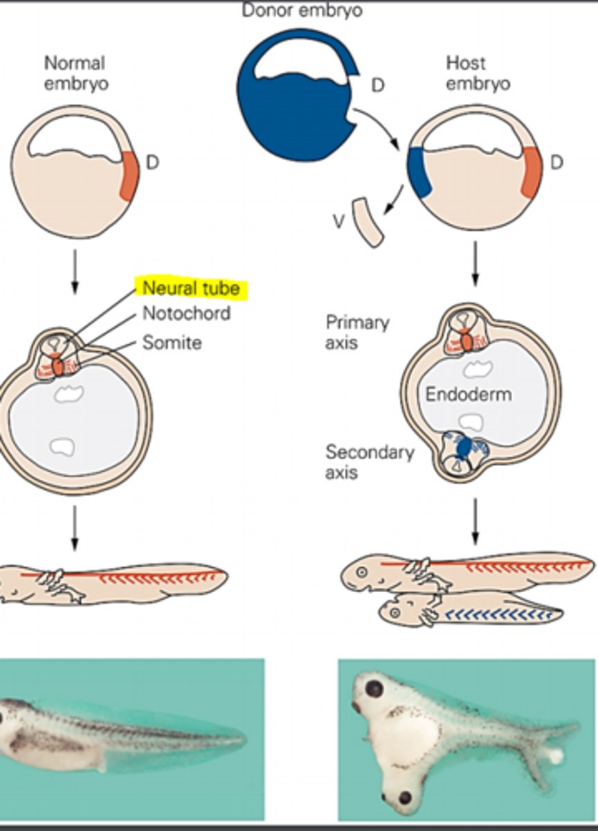 <p>Signals from the organizer region induce a second neural tube- These guys made the remarkable discovery that specific signals from a specialized group of cells are responsible for triggering the formation of the nerual plate. This special group of cells is called the organizer region. Working with amphibian embryos they showed the organizer activity is restricted to a region of the embryo called the dorsal lip of the blastopore. They grafted the dorsal blastopore lip from an early gastrula stage embryo into a region of a host embryo. Signals from grafted cells induce a second embryonic axis, which includes a virtually complete neural tube. As the embryo matures the secondary neural tube develops into a complete nervous system. </p><p>Probably less important- the donor tissue was from a pigmented embryo, whereas the host tissue was unpigmented, permitting the fate of grafted cells to be monitored by their characteristic pigmentation. </p>