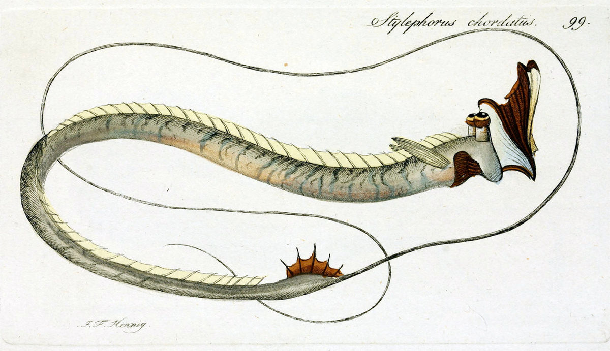 <p>Order Stylephoriformes</p>