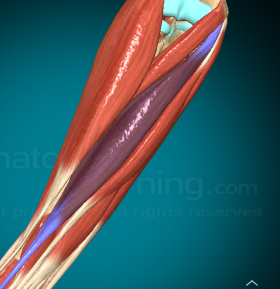 <p>What is this muscle and where is it found?</p>