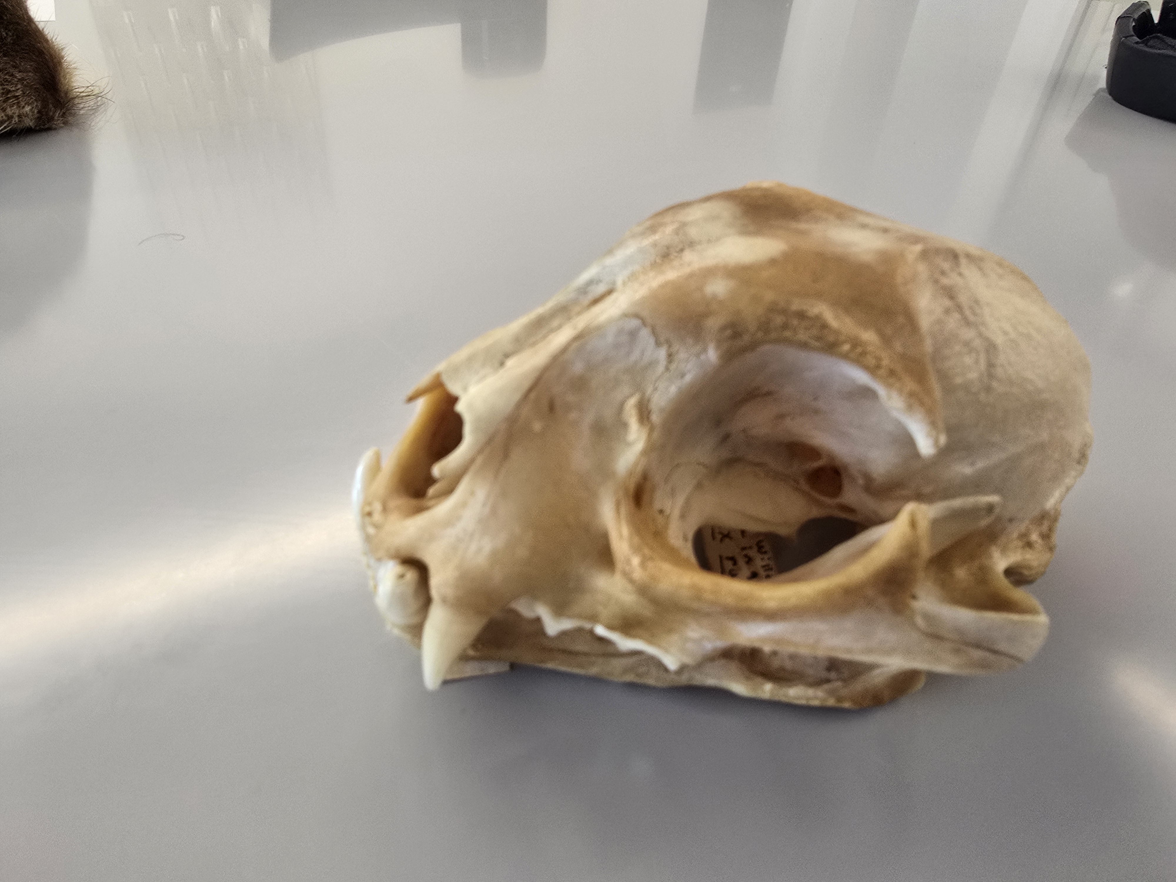 <p><span><span>Carnivora</span></span></p>