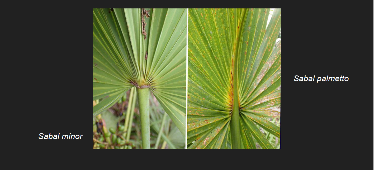<p>Sabal minor</p><p>Dwarf Palmetto</p>