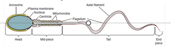 <p>sperm</p><p>•Head consists of nucleus with the <strong><em>DNA</em></strong> and a tip covered by the helmet</p><p>•<strong>_________(helmet)</strong> protein filled vesicle containing enzymes used in <em>fertilization</em></p><p>•<strong>Midpiece</strong>: full of _____(energy)</p><p>•<strong>Tail</strong>: flagellum (transportation)</p><p>300 min produced in seminiferous tubule each day</p>