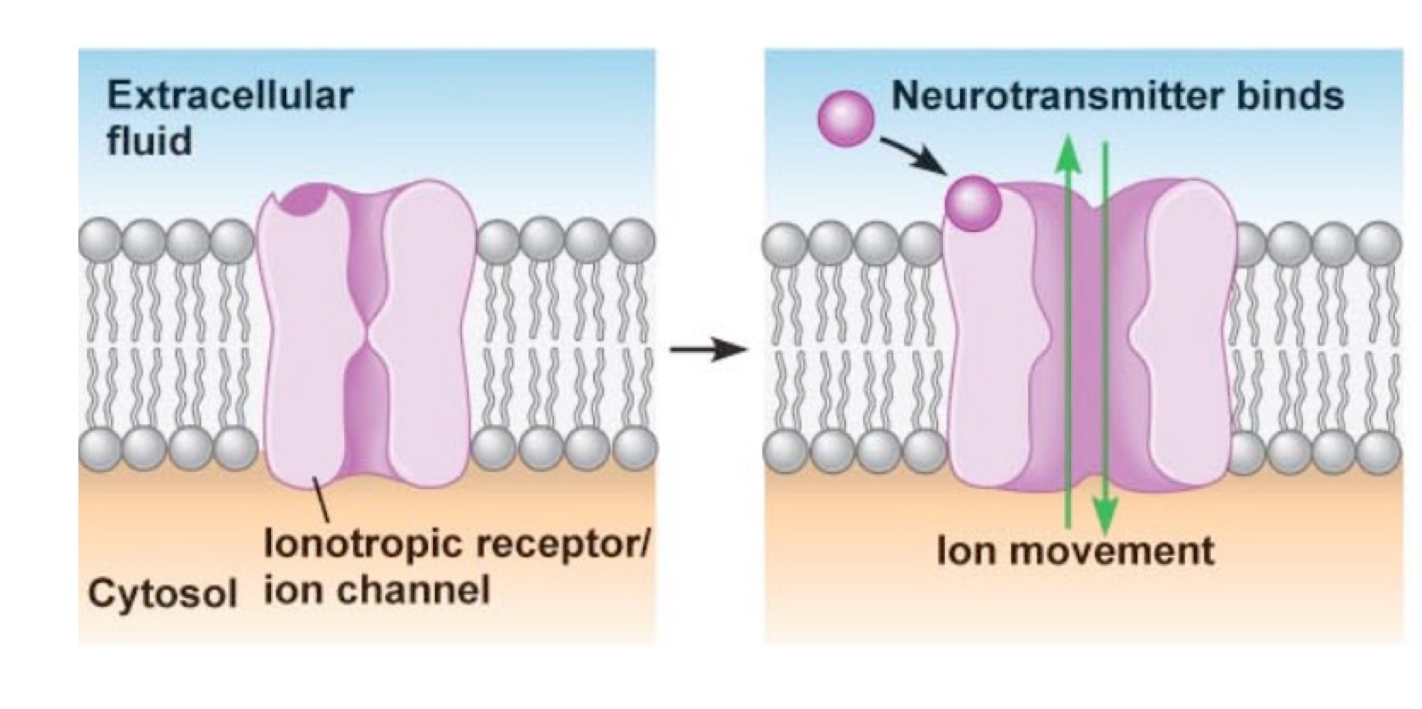 <p>• La liaison du ligand ouvre directement le canal<br>• Action quasi immédiate<br>• Exemple : récepteur nicotinique</p>