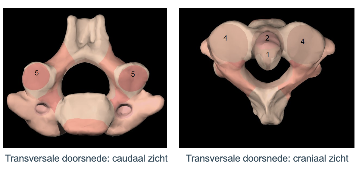<p>facies articulatie posterior </p>