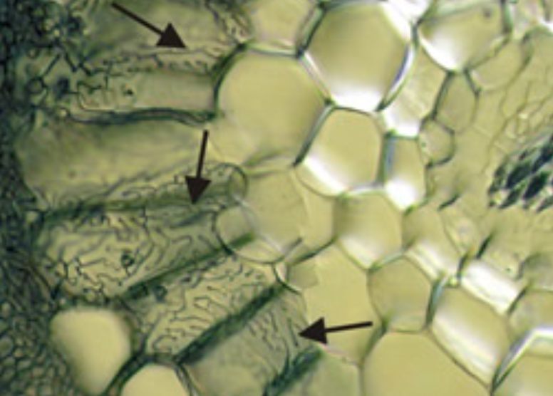 <p>What association/fungi is this?</p>