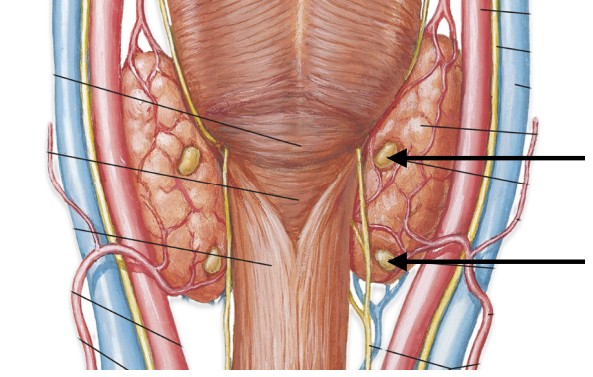 <p>Which gland is located behind thyroid gland?</p>